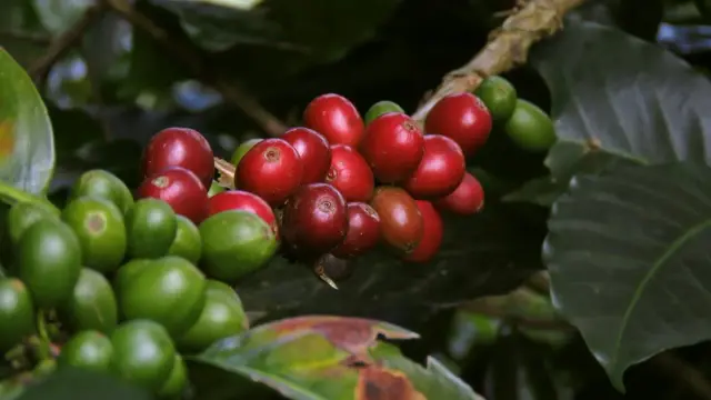 Racimo de cerezas de café maduras y verdes en una rama de cafeto