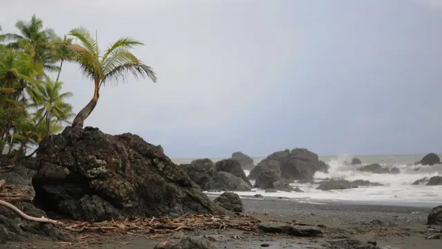 Playa de arena oscura con rocas, palmeras y mar agitado bajo un cielo gris