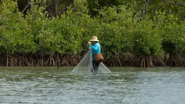 Pescador artesanal con sombrero de paja que le oculta el rostro recoge una atarraya en aguas bajas frente a un manglar