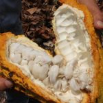 Premio al Emprendimiento «Chocó e» 2024: Impulsando Innovación y Desarrollo Empresarial